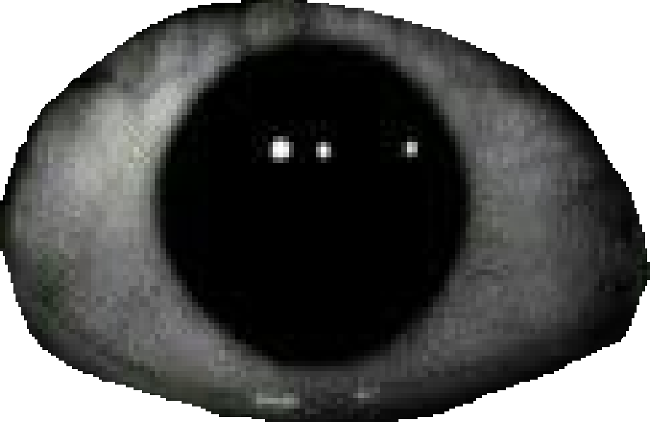 eye